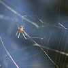Venusta Orchard Orbweaver Spider