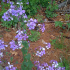 purple loostrife