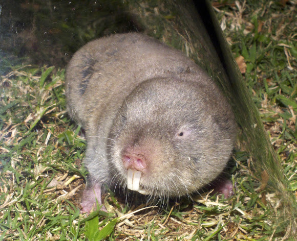 Common Mole Rat | Project Noah