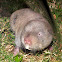 Common Mole Rat