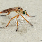 Hanging thief robber fly
