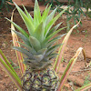 Pineapple - Abacaxí