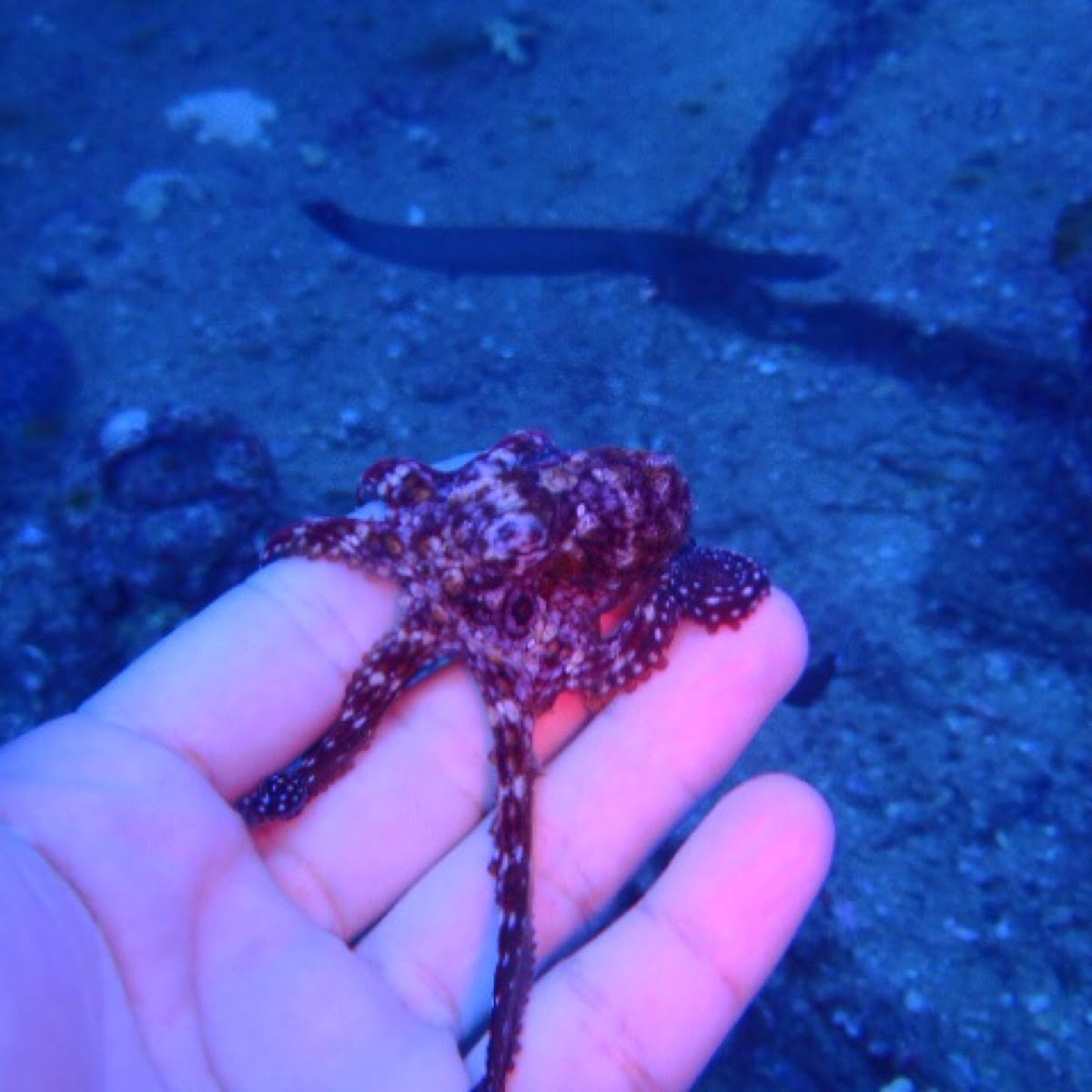 Small octopus