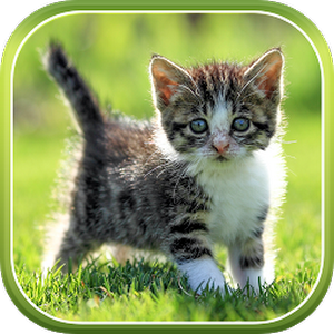 25+ Ide Top Cat 3d Google Iphone