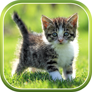  Cat  Live  Wallpaper  Android Apps on Google Play