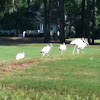 Wood Stork