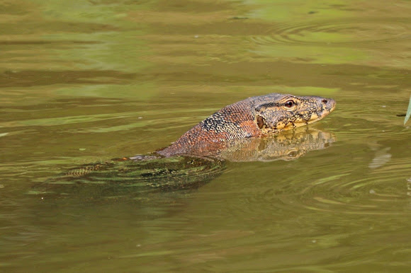 South East Asian Water monitor | Project Noah