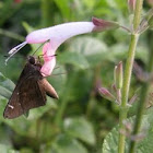 Clouded Skipper