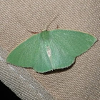 Emerald Moth.