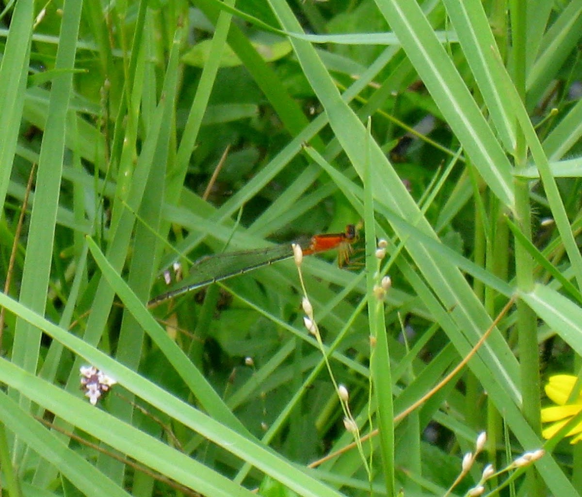 Eastern Forktail (female)
