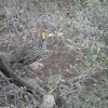 Francolin