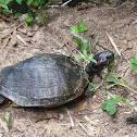 red- eared turtle
