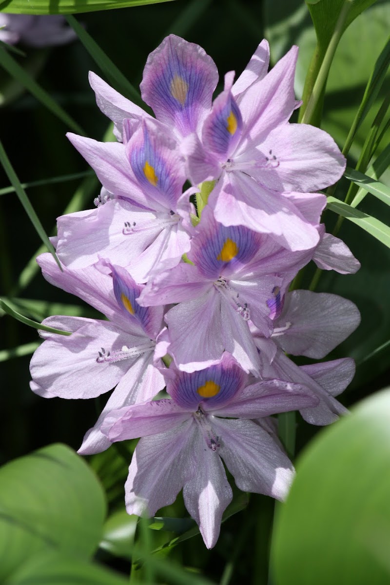  Water Hyacinth