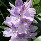  Water Hyacinth