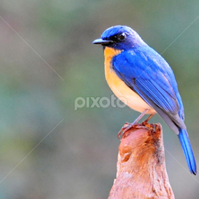 by Preety Patel - Animals Birds