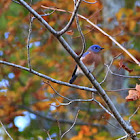 Eastern Bluebird