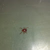 Lone Star Tick