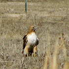 Red-Tailed Hawk