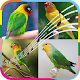 Lovebird Therapy APK