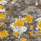 Common orange lichen