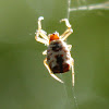 White micrathena spider
