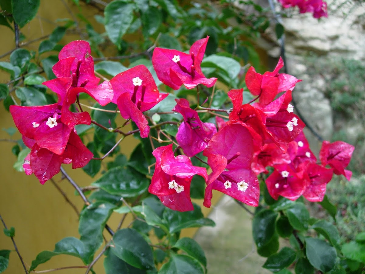 Buganvilia. Bougainvillea