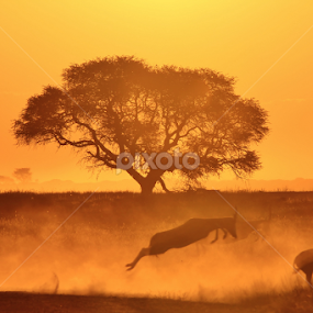 Age Old Icon - Camel Thorn Tree Sunset by Dries Alberts - Landscapes Sunsets & Sunrises