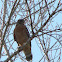 Red-Shouldered Hawk