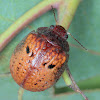 Gumnut Leaf Beetle