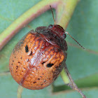 Gumnut Leaf Beetle