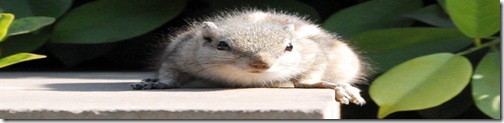 squirry-1