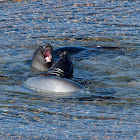 Elefante marino (Southern elephant seal)