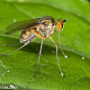 Long-legged Fly