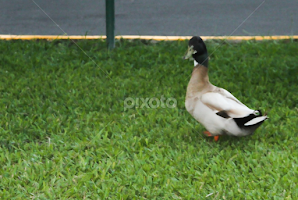 Duck Walk  by Cecilia Laird -  