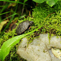 Eastern Painted Turtle