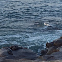 California Sea Lions