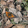 Small Tortoiseshell