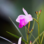 Bambu Orchid