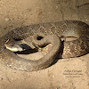 Eastern Hog-nosed Snake