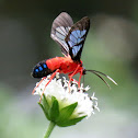 Scarlet-bodied wasp moth