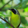 Common Yellowthroat