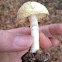 White mushroom.