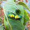 - Green Jewel Bug )