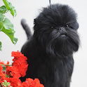 Affenpinschers Dog Wallpapers logo