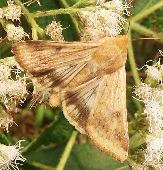 Corn Earworm Moth Project Noah