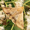 Corn Earworm Moth