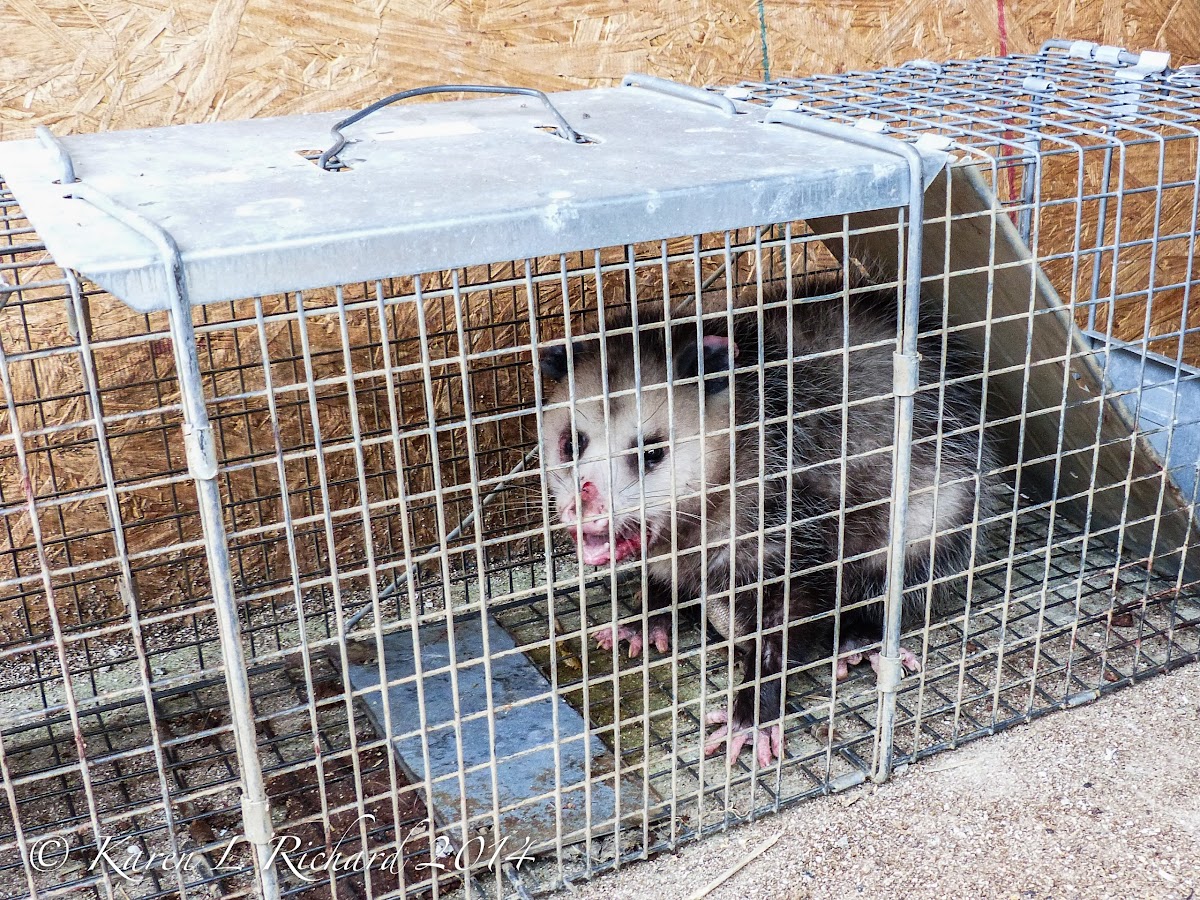 Virginia oppossum