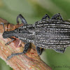 Weevil