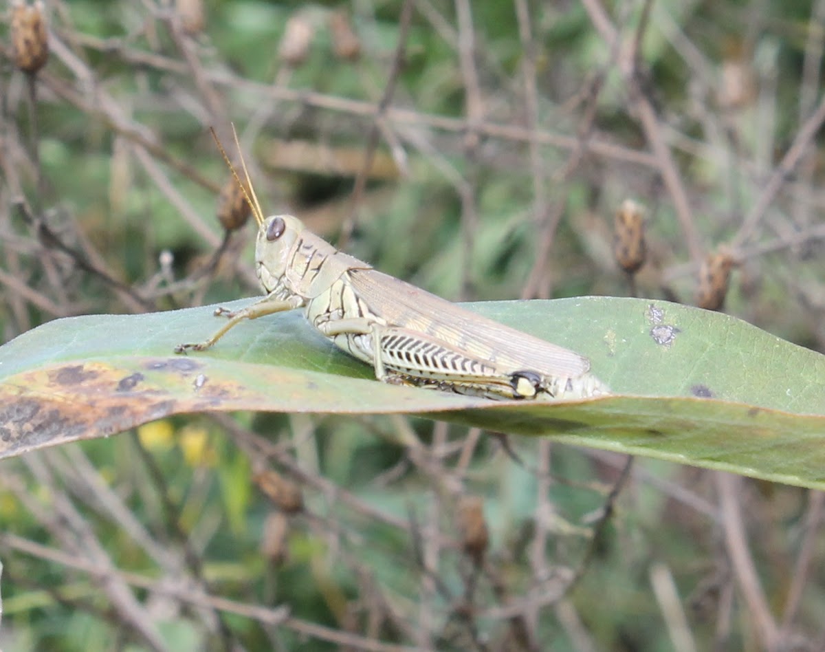 differential grasshopper