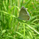 Eastern tailed blue